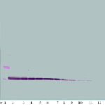 To detect hIP-10 by Western Blot analysis this antibody can be used at a concentration of 0.1-0.2 ug/ml. Used in conjunction with compatible secondary reagents the detection limit for recombinant hIP-10 is 1.5-3.0 ng/lane, under either reducing or non-reducing conditions.