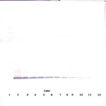 To detect mIP-10 by Western Blot analysis this antibody can be used at a concentration of 0.1-0.2 ug/ml. Used in conjunction with compatible secondary reagents the detection limit for recombinant mIP-10 is 1.5-3.0 ng/lane, under either reducing or non-reducing conditions.