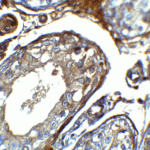 Immunohistochemistry of IQCF2 in human testis tissue with IQCF2 antibody at 5 μg/mL.