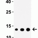 <strong>Figure 3 Western Blot Validation with Recombinant Protein</strong><br>Loading: 30 ng of human IRAK recombinant protein per lane.Antibodies: IRAK 1007 (1: 1 μg/mL, 2: 2 μg/mL and 3: 4 μg/mL), 1h incubation at RT  in 5% NFDM/TBST.Secondary: Goat anti-rabbit IgG HRP conjugate at 1:10000 dilution.