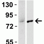 <strong>Figure 4 Species Activity in Mouse and Rat Cell Lines</strong><br>Loading: 15 μg of lysates per lane.Antibodies: IRAK 1007 (1 µg/mL,), 1h incubation at RT  in 5% NFDM/TBST.Secondary: Goat anti-rabbit IgG HRP conjugate at 1:10000 dilution.