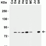<strong>Figure 1 Western Blot Validation in Human Cell Lines</strong><br>Loading: 15 μg of lysates per lane.Antibodies: IRAK 1007 (1 μg/mL), 1h incubation at RT in 5% NFDM/TBST.Secondary: Goat anti-rabbit IgG HRP conjugate at 1:10000 dilution.