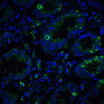 <strong>Figure 7 Immunofluorescence Validation of IRE1p in Human Small Intestine Tissue</strong><br>Immunofluorescent analysis of 4% paraformaldehyde-fixed Human Small Intestine Tissue labeling IRE1p with 3655 at 20 μg/mL, followed by goat anti-rabbit IgG secondary antibody at 1/500 dilution (green) and DAPI staining (blue).