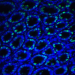 <strong>Figure 9 Immunofluorescence Validation of IRE1p in Rat Small Intestine Tissue</strong><br>Immunofluorescent analysis of 4% paraformaldehyde-fixed Rat Small Intestine Tissue labeling IRE1p with 3655 at 20 μg/mL, followed by goat anti-rabbit IgG secondary antibody at 1/500 dilution (green) and DAPI staining (blue).