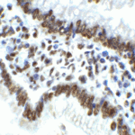<strong>Figure 10 Immunohistochemistry Validation of IRE1p in Rat Small Intestine Tissue </strong><br> Immunohistochemical analysis of paraffin-embedded Rat Small Intestine Tissue using anti-IRE1P antibody (3655) at 2 μg/ml. Tissue was fixed with formaldehyde and blocked with 10% serum for 1 h at RT; antigen retrieval was by heat mediation with a citrate buffer (pH6). Samples were incubated with primary antibody overnight at 4°C. A goat anti-rabbit IgG H&L (HRP) at 1/250 was used as secondary. Counter stained with Hematoxylin.
