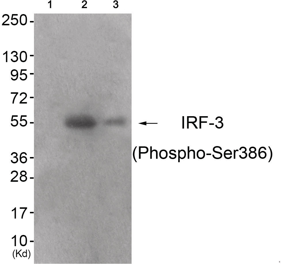 IRF-3 (phospho Ser386) Antibody