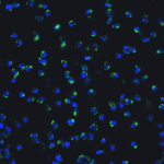 <strong>Figure 6 Immunofluorescence Validation of IRF7 in Mouse Raw264.7 Cells</strong><br>Immunofluorescent analysis of 4% paraformaldehyde-fixed Raw264.7 cells labeling IRF7 with 8991 at 20 μg/mL, followed by goat anti-rabbit IgG secondary antibody at 1/500 dilution (green) and DAPI staining (blue).