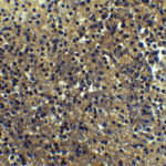 Immunohistochemistry of IRF7 in human spleen tissue with IRF7 Antibody at 5 μg/mL.