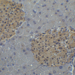 <strong>Figure 10 Immunohistochemistry Validation of IRF7 in Mouse Pancreas Tissue</strong><br> Immunohistochemical analysis of paraffin-embedded mouse pancreas tissue using anti-IRF7 antibody (8991) at 2 μg/ml. Tissue was fixed with formaldehyde and blocked with 10% serum for 1 h at RT; antigen retrieval was by heat mediation with a citrate buffer (pH6). Samples were incubated with primary antibody overnight at 4 °C. A goat anti-rabbit IgG H&L (HRP) at 1/250 was used as secondary. Counter stained with Hematoxylin.