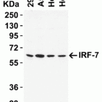 <strong>Figure 2 Western Blot Validation in Human Cell Lines</strong><br>Loading: 15 μg of lysates per lane.Antibodies: IRF7, 8991, (1 μg/mL), 1h incubation at RT in 5% NFDM/TBST.Secondary: Goat anti-rabbit IgG HRP conjugate at 1:10000 dilution.