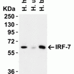 <strong>Figure 3 Western Blot Validation in Human Tissues</strong><br>Loading: 15 μg of lysates per lane.Antibodies:  IRF7, 8991 (1 μg/mL), 1h incubation at RT in 5% NFDM/TBST.Secondary: Goat anti-rabbit IgG HRP conjugate at 1:10000 dilution.