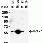 <strong>Figure 4 Western Blot Validation in Mouse Tissues</strong><br>Loading: 15 μg of lysates per lane.Antibodies:  IRF7, 8991 (1 μg/mL), 1h incubation at RT in 5% NFDM/TBST.Secondary: Goat anti-rabbit IgG HRP conjugate at 1:10000 dilution.