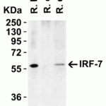 <strong>Figure 5 Western Blot Validation in Rat Tissues</strong><br>Loading: 15 μg of lysates per lane.Antibodies:  IRF7, 8991 (1 μg/mL), 1h incubation at RT in 5% NFDM/TBST.Secondary: Goat anti-rabbit IgG HRP conjugate at 1:10000 dilution.