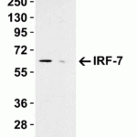 <strong>Figure 1 KO Validation in A549 Cell Lysate</strong><br> Loading: 10 μg of A549 WT cell lysates or IRF7 KO cell lysates. Antibodies:  IRF7 8991 (0.5 μg/mL) and beta-actin 3779 (1 µg/mL), 1 h incubation at RT in 5% NFDM/TBST.Secondary: Goat Anti-Rabbit IgG HRP conjugate at 1:10000 dilution.