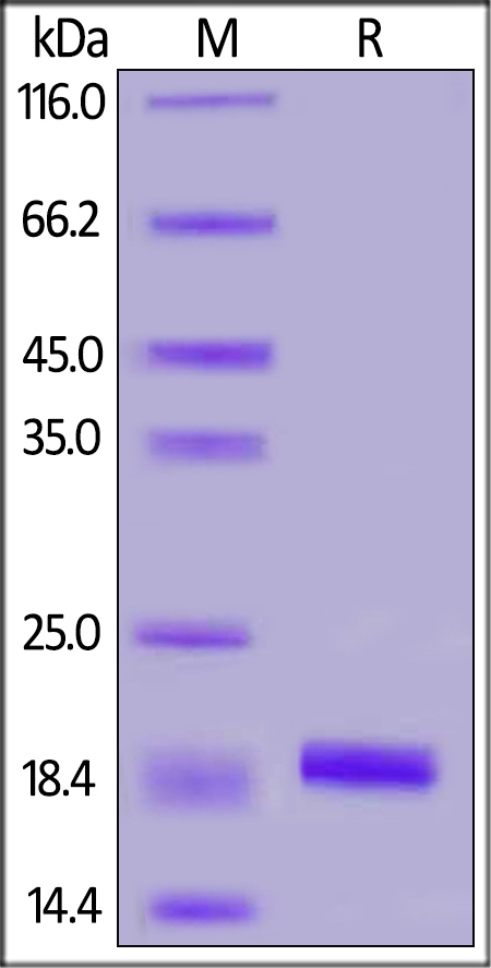 Iba1 / AIF-1 Recombinant Protein