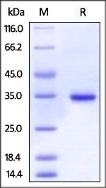 IgG Fc Recombinant Protein