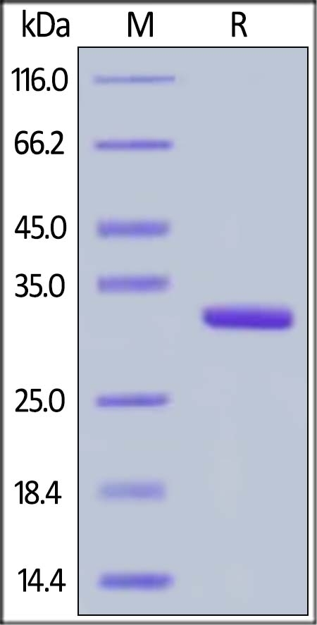 IgG1 Fc Recombinant Protein