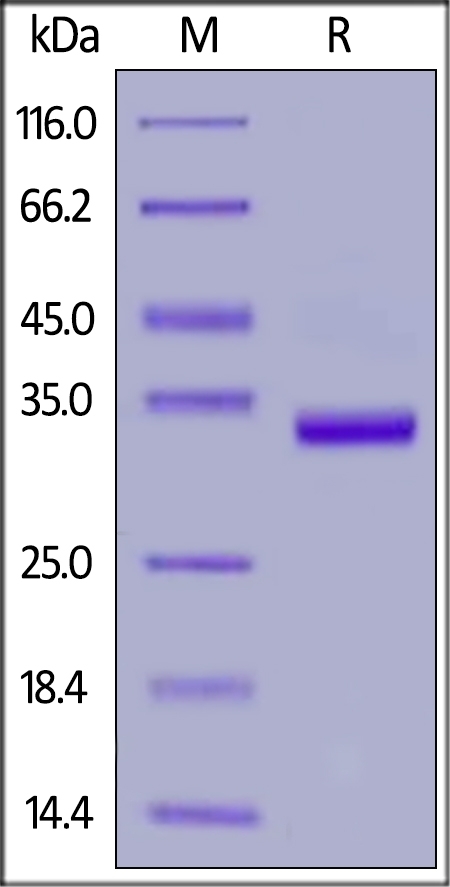 IgG1 Fc Recombinant Protein