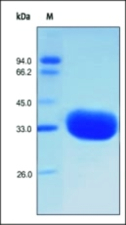 IgG1 Fc Recombinant Protein