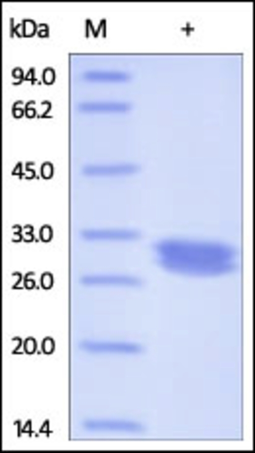 IgG1 Fc Region Recombinant Protein