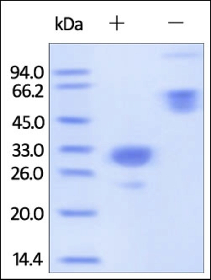 IgG2a Fc Region Recombinant Protein
