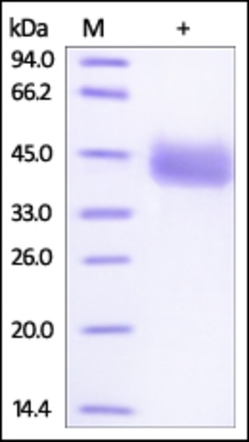 IgG3 Fc Region Recombinant Protein