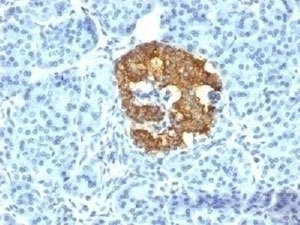 Insulin Antibody [2D11-H5 or INS05]