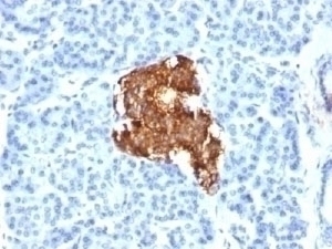 Insulin Antibody [E2-E3 or INS04]
