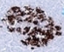 Insulin Antibody [SPM531]