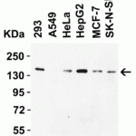 <strong>Figure 1 Western Blot Validation in Human Cell Lines</strong><br>Loading: 15 μg of lysates per lane.Antibodies: JMJD1A, 5365 (2 μg/mL), 1h incubation at RT in 5% NFDM/TBST.Secondary: Goat anti-rabbit IgG HRP conjugate at 1:10000 dilution.