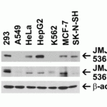 <strong>Figure 2 Independent Antibody Validation (IAV) via Protein Expression Profile in Human Cell Lines</strong><br>Loading: 15 μg of lysates per lane.Antibodies: JMJD1A, 5365 (2 μg/mL), JMJD1A, 5367 (2 μg/mL), and beta-actin (1 μg/mL),  1h incubation at RT  in 5% NFDM/TBST.Secondary: Goat anti-rabbit IgG HRP conjugate at 1:10000 dilution.