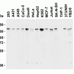 <strong>Figure 1 Western Blot Validation in Human, Mouse and Rat Cell Lines</strong><br>Loading: 15 μg of lysates per lane.Antibodies: JMJD3, 6657, (1 μg/mL), 1h incubation at RT in 5% NFDM/TBST.Secondary: Goat anti-rabbit IgG HRP conjugate at 1:10000 dilution.
