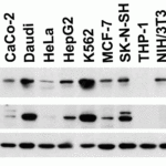 <strong>Figure 2 Independent Antibody Validation (IAV) via Protein Expression Profile in Cell Lines </strong><br>Loading: 15 μg of lysates per lane.Antibodies: JMJD3 6657 (1 μg/mL), JMJD3 14-618, (2 μg/mL) and beta-actin 3779 (1 μg/mL), 1h incubation at RT  in 5% NFDM/TBST.Secondary: Goat anti-rabbit IgG HRP conjugate at 1:10000 dilution.