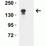 <strong>Figure 4 Western Blot Validation in K562 Cell Lysate </strong><br>Loading: 15 μg of lysates per lane.Antibodies: : JMJD3, 6657 (0.5 μg/mL) , 1h incubation at RT  in 5% NFDM/TBST.Secondary: Goat anti-rabbit IgG HRP conjugate at 1:10000 dilution.Lane 1: in the absence  and Lane 2: in the presence of  blocking peptide