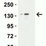 <strong>Figure 6 Western Blot Validation in HepG2 Cell Lysate </strong><br>Loading: 15 μg of lysates per lane.Antibodies: : JMJD3, 6657, 1h incubation at RT  in 5% NFDM/TBST.Secondary: Goat anti-rabbit IgG HRP conjugate at 1:10000 dilution.Lane 1: 0.25 μg/mLLane 2: 0.5 μg/mL Lane 3: 0.25 μg/mL with blocking peptide