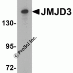 <strong>Figure 3 Western Blot Validation in HeLa Cell Lysate</strong><br>Loading: 15 μg of lysates per lane.Antibodies: JMJD3, 6657 (0.25 μg/mL), 1h incubation at RT in 5% NFDM/TBST.Secondary: Goat anti-rabbit IgG HRP conjugate at 1:10000 dilution.