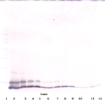 To detect mKC by Western Blot analysis this antibody can be used at a concentration of 0.1-0.2 ug/ml. Used in conjunction with compatible secondary reagents the detection limit for recombinant mKC is 1.5-3.0 ng/lane, under either reducing or non-reducing conditions.
