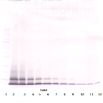 To detect mKC by Western Blot analysis this antibody can be used at a concentration of 0.1-0.2 ug/ml. Used in conjunction with compatible secondary reagents the detection limit for recombinant mKC is 1.5-3.0 ng/lane, under either reducing or non-reducing conditions.