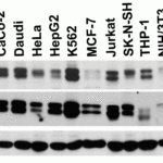 <strong>Figure 2 Independent Antibody Validation (IAV) via Protein Expression Profile in Cell Lines</strong><br>Loading: 15 μg of lysates per lane.Antibodies: KEAP1 7045 (2 μg/mL), KEAP1 22-002 (2 μg/mL, and GAPHDH (0.02 μg/mL), 1h incubation at RT in 5% NFDM/TBST.Secondary: Goat anti-rabbit IgG HRP conjugate at 1:10000 dilution.