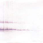 To detect hKGF by Western Blot analysis this antibody can be used at a concentration of 0.1 - 0.2 ug/ml. Used in conjunction with compatible secondary reagents the detection limit for recombinant hKGF is 1.5 - 3.0 ng/lane, under either reducing or non-reducing conditions.