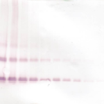 To detect hKGF by Western Blot analysis this antibody can be used at a concentration of 0.1 - 0.2 ug/ml. Used in conjunction with compatible secondary reagents the detection limit for recombinant hKGF is 1.5 - 3.0 ng/lane, under either reducing or non-reducing conditions.