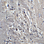 Immunohistochemistry of KIF5 in mouse brain tissue with KIF5 antibody at 5 μg/ml.