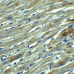 <strong>Figure 6 Immunohistochemistry Validation of KLOTHO in Rat Heart Tissue </strong><br> Immunohistochemical analysis of paraffin-embedded rat heart tissue using anti-KLOTHO antibody (6107) at 2.5 μg/ml. Tissue was fixed with formaldehyde and blocked with 10% serum for 1 h at RT; antigen retrieval was by heat mediation with a citrate buffer (pH6). Samples were incubated with primary antibody overnight at 4°C. A goat anti-rabbit IgG H&L (HRP) at 1/250 was used as secondary. Counter stained with Hematoxylin.