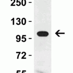 <strong>Figure 3 Western Blot Validation in Rat Kidney Tissue Lysate</strong><br>Loading: 15 μg of lysates per lane.Antibodies: KLOTHO 6107 (1 μg/mL), 1h incubation at RT in 5% NFDM/TBST.Secondary: Goat anti-rabbit IgG HRP conjugate at 1:10000 dilution.