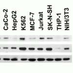 <strong>Figure 1 Independent Antibody Validation (IAV) via Protein Expression Profile in Human and Mouse Cell Lines</strong><br>Loading: 15 μg of lysates per lane.Antibodies: KLOTHO 6107 (2 μg/mL), KLOTHO, competitor antibody (4 μg/mL) and beta-actin 3779 (1 μg/mL),  1h incubation at RT  in 5% NFDM/TBST.Secondary: Goat anti-rabbit IgG HRP conjugate at 1:10000 dilution.