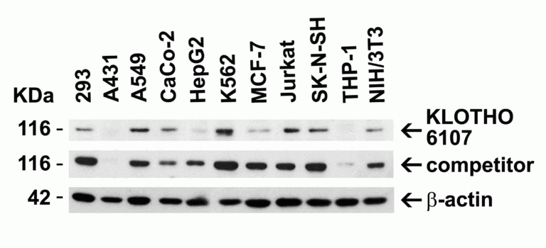 KLOTHO Antibody