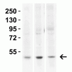 <strong>Figure 2 Western Blot Validation in Human Cell Lines</strong><br>Loading: 15 μg of lysates per lane.Antibodies: KREMEN2, 7263 (2 μg/mL), 1h incubation at RT in 5% NFDM/TBST.Secondary: Goat anti-rabbit IgG HRP conjugate at 1:10000 dilution.
