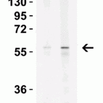 <strong>Figure 3 Western Blot Validation in Mouse Spleen Tissue Lysate</strong><br>Loading: 15 μg of lysates per lane.Antibodies: KREMEN2 7263 (Lane 1: 1 μg/mL and Lane 2: 2 μg/mL, 1h incubation at RT in 5% NFDM/TBST.Secondary: Goat anti-rabbit IgG HRP conjugate at 1:10000 dilution.
