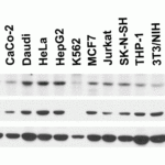 <strong>Figure 1 Independent Antibody Validation (IAV) via Protein Expression Profile in Human, Mouse and Rat Cell Lines</strong><br>Loading: 15 μg of lysates per lane.Antibodies: KREMEN2, 7263 (2 μg/mL), KREMEN2, 64-235 (1 μg/mL) and beta-actin, 3779 (2 μg/mL),  1h incubation at RT  in 5% NFDM/TBST.Secondary: Goat anti-rabbit IgG HRP conjugate at 1:10000 dilution.