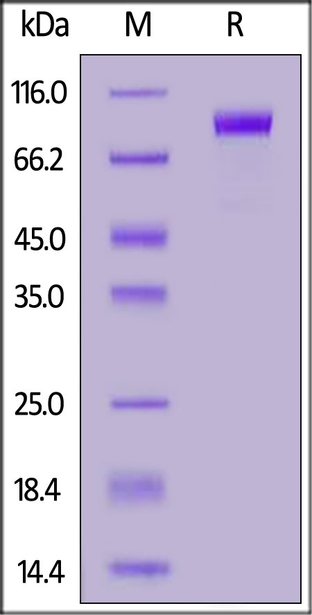 Kremen-1 Recombinant Protein
